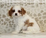 Small #2 Cavapoo