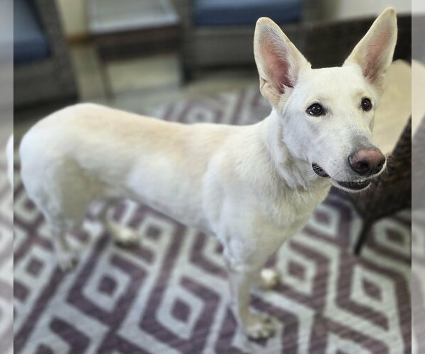 Medium Photo #5 Unknown-white german shepherd Mix Puppy For Sale in Cuba, NY, USA