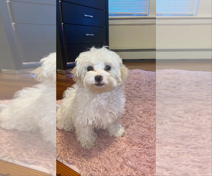 Havaton Puppy for sale in BRIDGEPORT, CT, USA