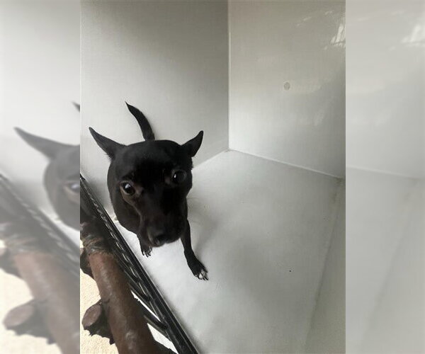 Medium Photo #1 Chihuahua Puppy For Sale in Houston, TX, USA