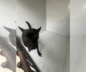 Chihuahua Dogs for adoption in Houston, TX, USA