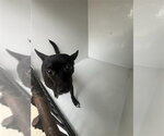 A662697 - Female Chihuahua Dog for Adoption - Small photo