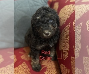Poodle (Standard) Puppy for Sale in BROOKLET, Georgia USA