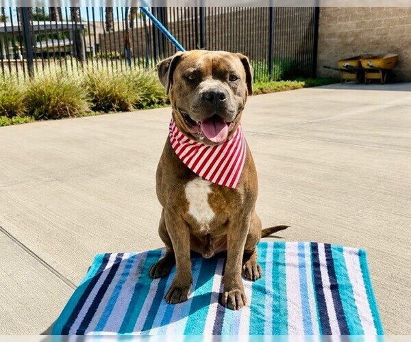 Medium Photo #3 Mutt Puppy For Sale in Orange, CA, USA
