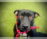 Small American Pit Bull Terrier
