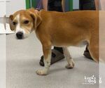 Small #2 Labrador Retriever Mix