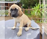 Small #14 Mastiff