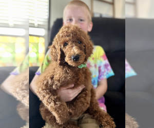 Poodle (Standard) Puppy for Sale in ABILENE, Texas USA