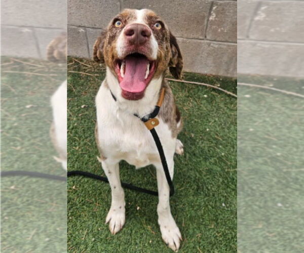 Medium Photo #1 Australian Shepherd-Catahoula Leopard Dog Mix Puppy For Sale in Lakewood, CO, USA