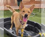 Small #1 German Shepherd Dog Mix