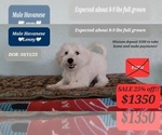 Small Photo #3 Havanese Puppy For Sale in TUCSON, AZ, USA