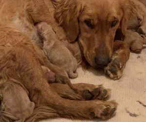 Mother of the Golden Retriever puppies born on 07/06/2021