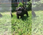 Small #2 Aussiedoodle