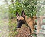 Small #1 Mutt