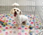 Small #2 Havanese