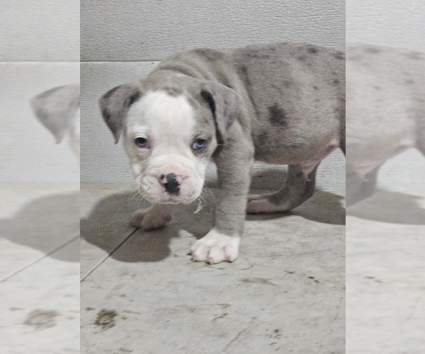 Medium Photo #3 Olde English Bulldogge Puppy For Sale in NILES, MI, USA