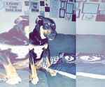 Small #5 Beauceron Mix