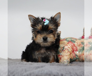 Yorkshire Terrier Puppy for sale in LOS ANGELES, CA, USA