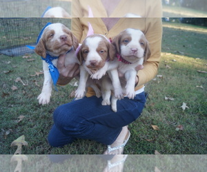 Brittany Puppy for sale in BENTON, AR, USA