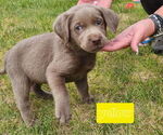 Puppy Yellow Collar Labrador Retriever