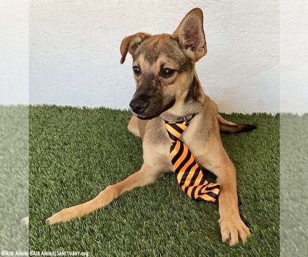 Medium Photo #3 Mutt Puppy For Sale in San Diego, CA, USA