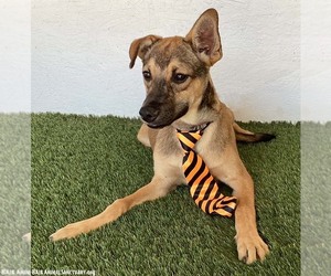 Hugo - Male Mutt Dog for Adoption - Photo #3