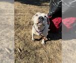 Small #7 American Pit Bull Terrier Mix