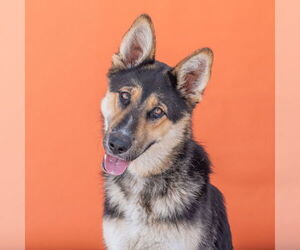 German Shepherd Dog Dogs for adoption in Pasadena, CA, USA
