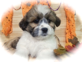 Zuchon Puppy for sale in HAMMOND, IN, USA