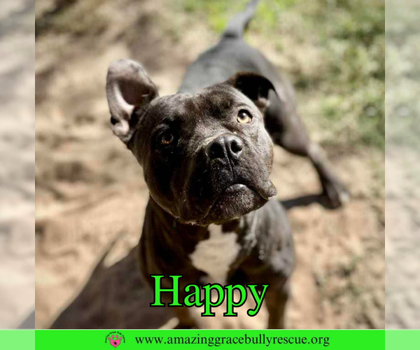 Medium Photo #2 American Pit Bull Terrier-Unknown Mix Puppy For Sale in Pensacola, FL, USA