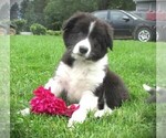 Puppy Pansy Border Collie