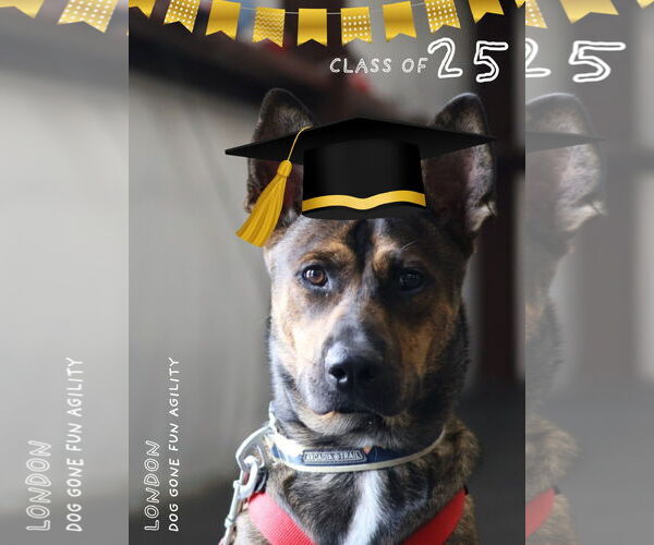 Medium Photo #5 Mutt Puppy For Sale in The Woodlands, TX, USA