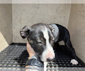 American Pit Bull Terrier Dogs for adoption in Oklahoma City, OK, USA