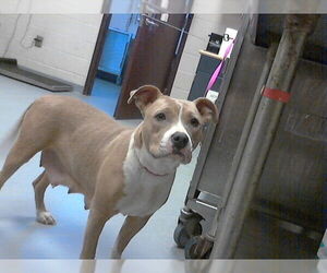 Mutt Dogs for adoption in Fayetteville, NC, USA