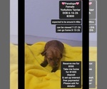 Image preview for Ad Listing. Nickname: Penelope