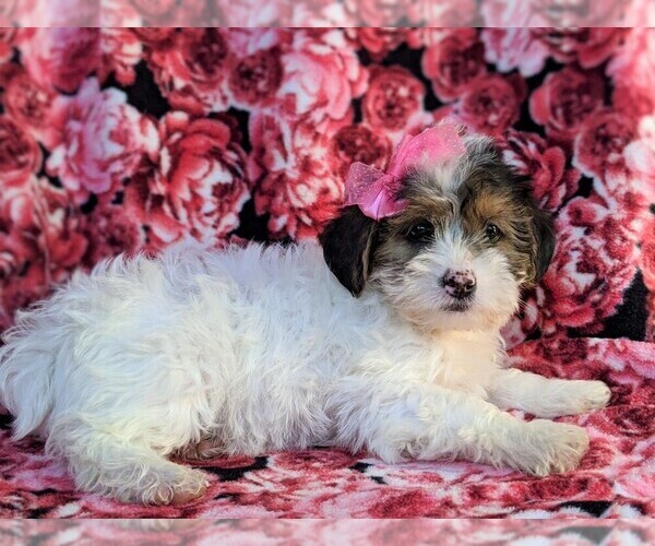 Medium Photo #5 Poodle (Miniature)-Shorkie Tzu Mix Puppy For Sale in CHRISTIANA, PA, USA