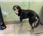 Small Greater Swiss Mountain Dog Mix