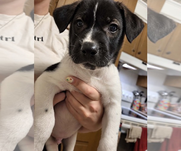 Medium Photo #2 Shepradors Puppy For Sale in Holly Springs, NC, USA