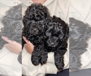 Havanese-Poodle (Standard) Mix Puppy for sale in BATTLE GROUND, WA, USA