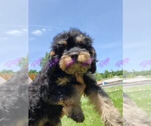 Cavapoo Puppy for sale in TECUMSEH, MI, USA