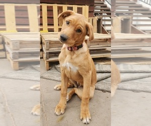 Labrador Retriever-Newfoundland Mix Dog for Adoption in CO SPGS, Colorado USA