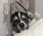 Small Photo #2 German Shepherd Dog-Siberian Husky Mix Puppy For Sale in Montgomery, AL, USA