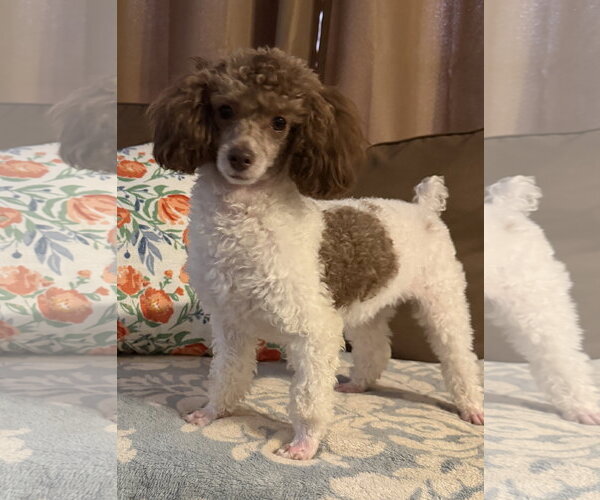Medium Photo #3 Poodle (Toy) Puppy For Sale in Pacolet, SC, USA