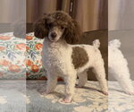 Small #2 Poodle (Toy)