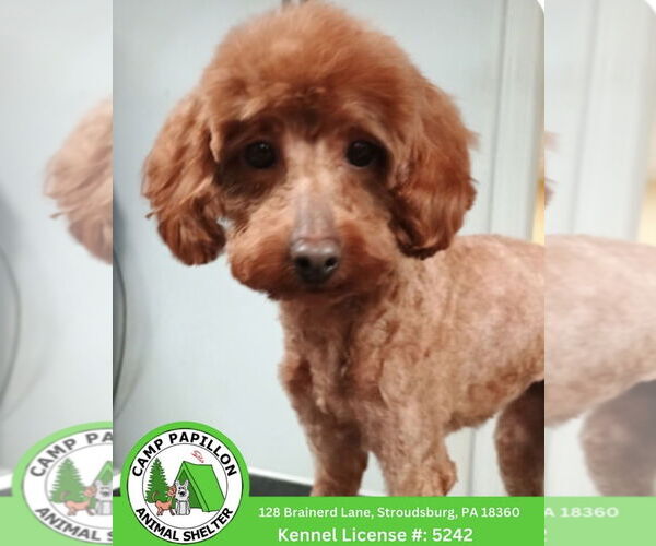 Medium Photo #1 Mutt Puppy For Sale in Stroudsburg, PA, USA