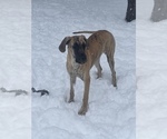 Small Photo #6 Great Dane Puppy For Sale in INVER GROVE HEIGHTS, MN, USA