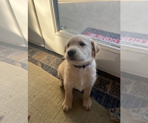 Goldendoodle-Labrador Retriever Mix Puppy for sale in HOT SPRINGS NATIONAL PARK, AR, USA