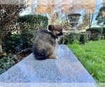 Small #65 Pomeranian