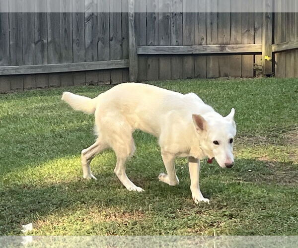 Medium Photo #3 - Mix Puppy For Sale in Hoffman Estates, IL, USA