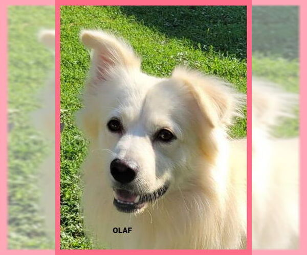 Medium Photo #2 Australian Shepherd-Unknown Mix Puppy For Sale in Granbury, TX, USA